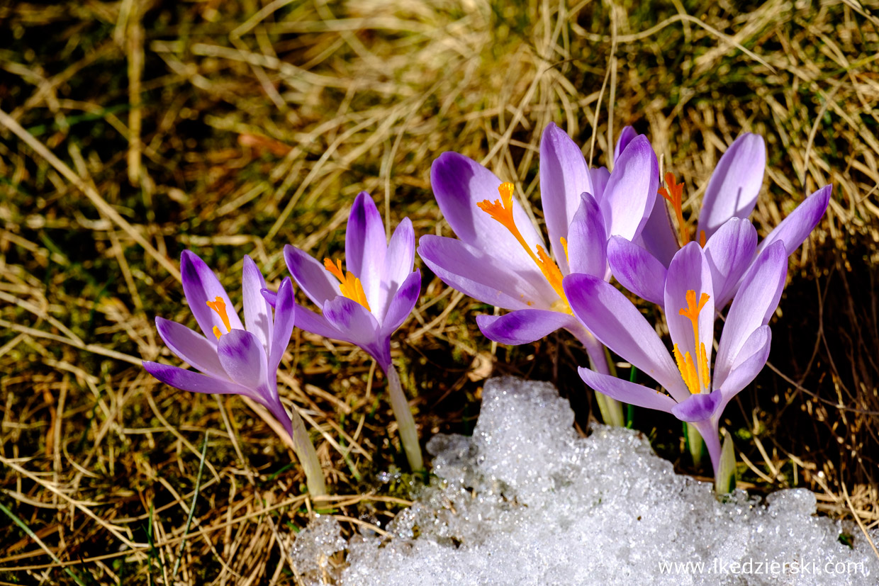 ポーランドの春の始まりの花クロッカス Mazourka Iris