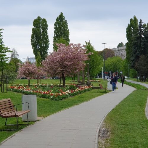 ワルシャワ観光2024春ポーランドの桜公園