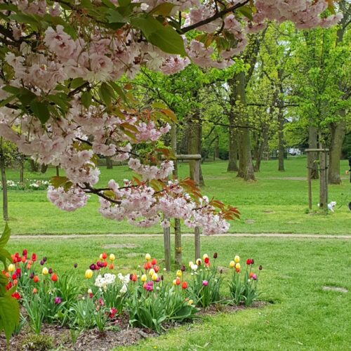 ワルシャワ観光2024春ポーランドの桜公園