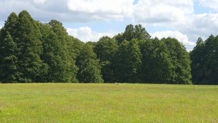 マズーリ地方クルティンポーランド夏休みヨーロッパの田舎の風景