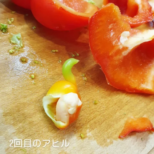 paprikaduckパプリカダックポーランド日常生活